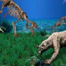 Древние ленивцы вернулись с суши в морские глубины