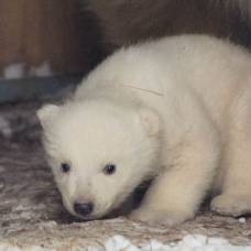 Забавный белые медвежонок из новосибирского зоопарка