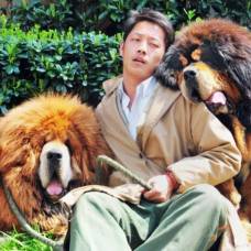 Щенок тибетского мастифа продан в китае за 12 миллионов юаней