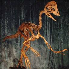Останки гигантского хищника с куриной головой найдены в северной америке