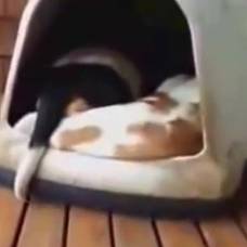 Cколько собак спит в этой будке?