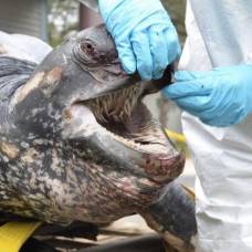 Во рту кожистой черепахи спрятаны сотни острых шипов