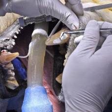 Полярный медведь борис на приеме у ветеринарного стоматолога