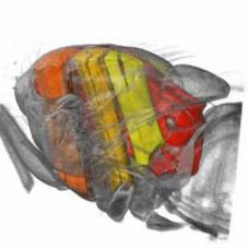 Рентгеновская 3d-съемка раскрыла движения мышц насекомых в полете