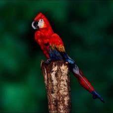 Боди-Арт: попугай