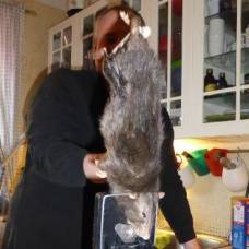 В швеции поймали 40-сантиметровую крысу