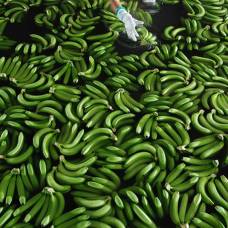 Как собирают бананы