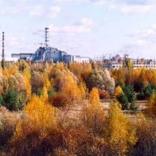Чернобыльские деревья и листья практически не разлагаются, заявили ученые