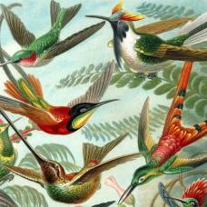 Предки колибри отделились от стрижей примерно 42 миллиона лет назад
