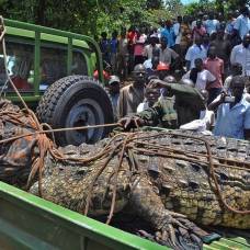 Пойман крокодил-людоед, терроризировавший жителей уганды