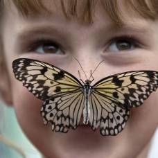 Выставка экзотических бабочек sensational butterflies