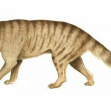 Доисторический тасманский тигр охотился на крупных животных