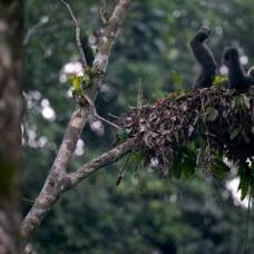 Шимпанзе выбирают место для ночлега с особой тщательностью