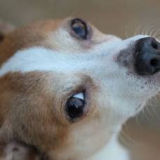Как уберечь свою собаку от парвовирусной инфекции, вакцинировать её или нет?