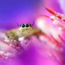 Красивые образы маленьких насекомых