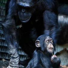 Шимпанзе имеют почти те же черты личности, что и человек