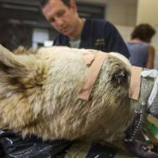 Ветеринары впервые в мире провели операцию на позвоночнике медведя
