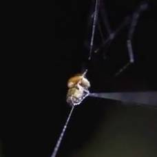 В перу обитает паук, который использует свою паутину в качестве катапульты
