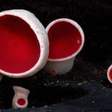 Удивительный мир грибов от стива эксфорда