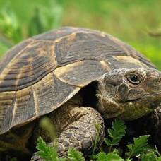 5 любопытных фактов об черепахах