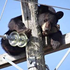 Медведь задремал на электроопоре, после встречи с собаками
