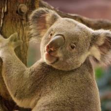 Почему коалы обнимают стволы эвкалиптов