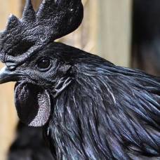 Ayam cemani - черный петух