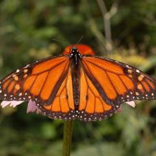 Во время миграции бабочки-монархи ориентируются по магнитным полям