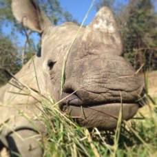 Спасение герти: маленький носорог остался без мамы