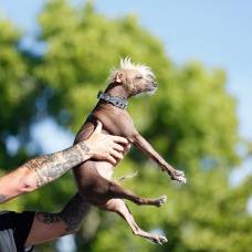 В калифорнии состоялся конкурс самый уродливый пес в мире