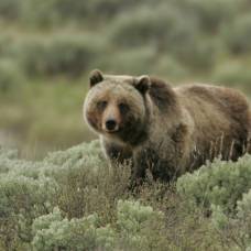 Как волки помогли выжить медведям-гризли