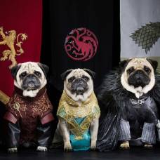 Три мопса изобразили героев популярного сериала игра престолов
