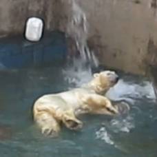 Белый медведь по кличке кай из зоопарка новосибирска стал звездой youtube