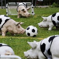 Курьезы с животными на футбольном поле