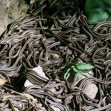 Фотограф выяснил, где обитает самое большое количество змей на земле