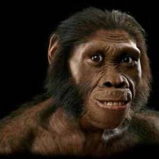 В оаэ обнаружили останки самой древней обезьяны