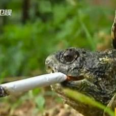 Грифовая черепаха из китая выкуривает по десять сигарет в день