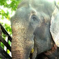 Индийский слон прослезился после освобождения из 50-летнего рабства