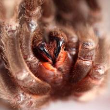 15 интересных фактов о пауках