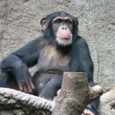 Интеллект шимпанзе передается по наследству