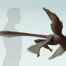 Длинные перья хвоста помогали четырёхкрылому динозавру приземляться