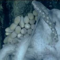 Глубоководный осьминог высиживает яйца дольше всех на планете
