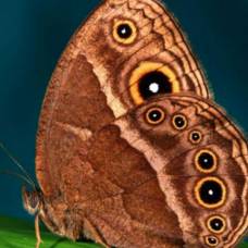 Биологи искусственно создали бабочек с пурпурными крыльями