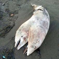 На турецком пляже нашли двухголового дельфина