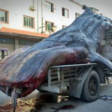 Китайский рыбак поймал двухтонную акулу