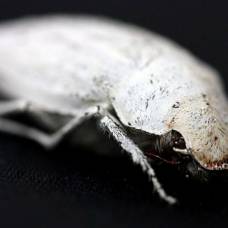 Раскрыт секрет самых белых в мире жуков