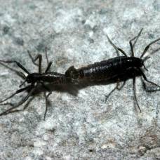 Самый короткий геном насекомого — ответ экстремальным холодам и засухе