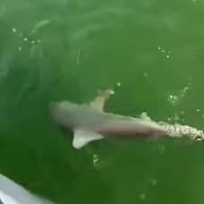 На глазах у рыбаков огромный окунь проглотил акулу