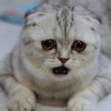 Самая грустная кошка в мире стала звездой instagram