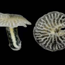 Морские грибы могут стать новой ветвью на древе жизни